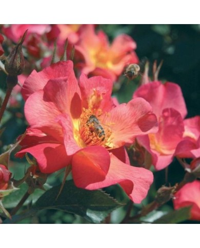 Rosier buisson Yann Arthus-Bertrand® 'Meipelmel' (Meilland)