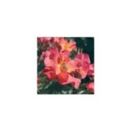 Rosier buisson Yann Arthus-Bertrand® 'Meipelmel' (Meilland)