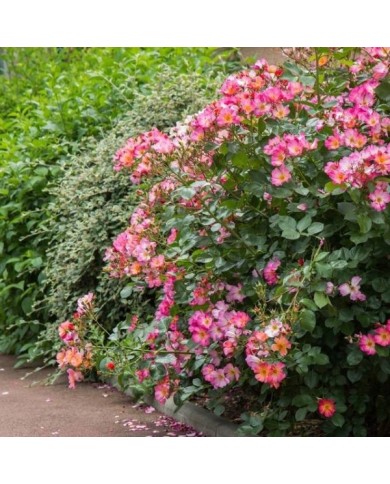 Rosier buisson Yann Arthus-Bertrand® 'Meipelmel' (Meilland)