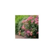 Rosier buisson Yann Arthus-Bertrand® 'Meipelmel' (Meilland)