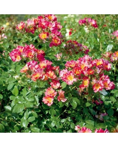 Rosier buisson Yann Arthus-Bertrand® 'Meipelmel' (Meilland)