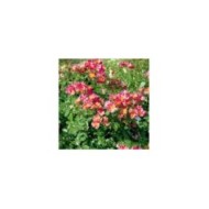 Rosier buisson Yann Arthus-Bertrand® 'Meipelmel' (Meilland)
