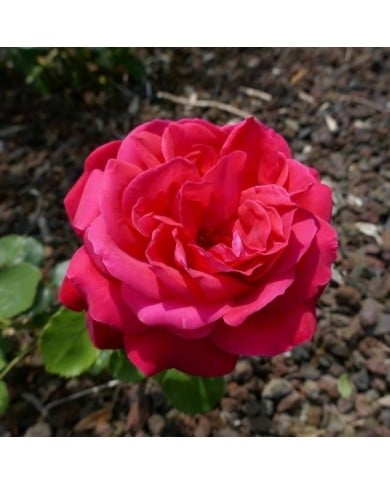 Rosier à grandes fleurs 'Dame de Cœur' (Wilrooij / wikimedia.org)