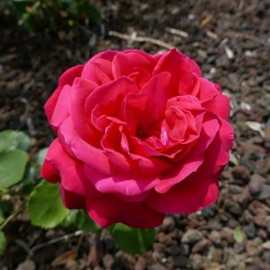 Rosier à grandes fleurs 'Dame de Cœur' (Wilrooij / wikimedia.org)