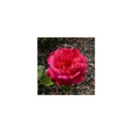 Rosier à grandes fleurs 'Dame de Cœur' (Wilrooij / wikimedia.org)