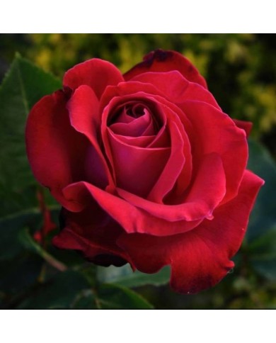 Rosier à grandes fleurs 'Dame de Cœur' (Daniel Arrhakis / flickr.com)