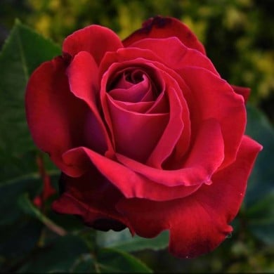 Rosier à grandes fleurs 'Dame de Cœur' (Daniel Arrhakis / flickr.com)