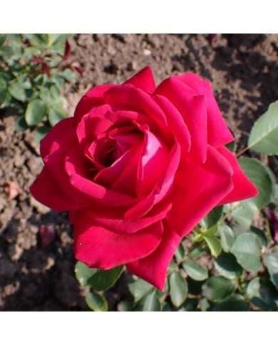 Rosier à grandes fleurs 'Karl Herbst' (Krzysztof Ziarnek - Kenraiz / wikimedia.org)
