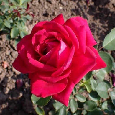 Rosier à grandes fleurs 'Karl Herbst' (Krzysztof Ziarnek - Kenraiz / wikimedia.org)
