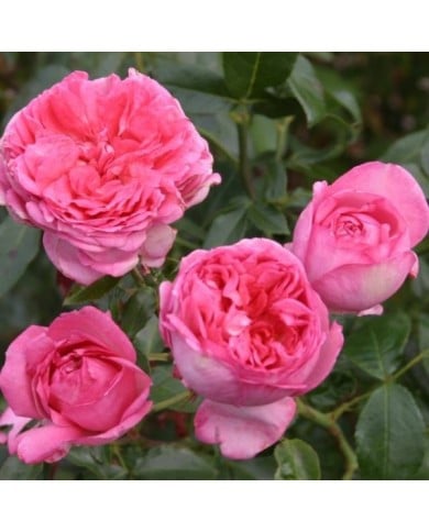 Rose de Molinard&reg;