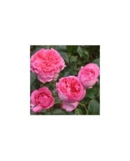 Rose de Molinard&reg;
