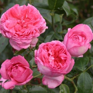 Rose de Molinard&reg;