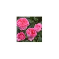 Rose de Molinard&reg;