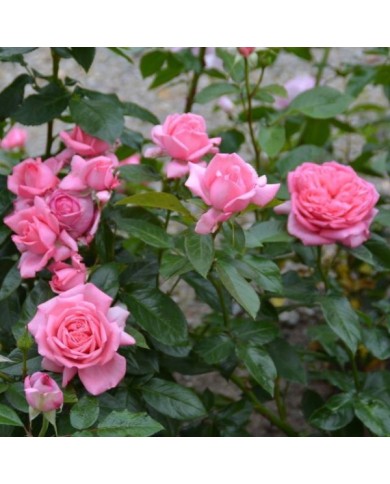 Rose de Molinard&reg; - buisson