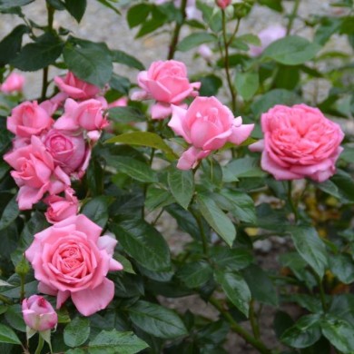 Rose de Molinard&reg; - buisson