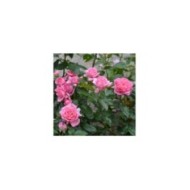 Rose de Molinard&reg; - buisson