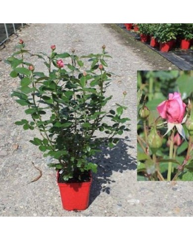 Rose de Molinard&reg; - container 5L