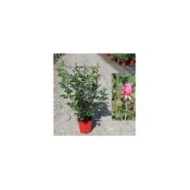 Rose de Molinard&reg; - container 5L