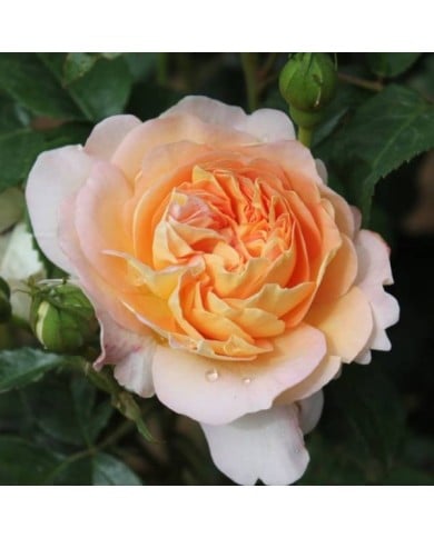 Rosier à grandes fleurs AMELIE NOTHOMB® (Delbard)