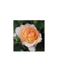 Rosier à grandes fleurs AMELIE NOTHOMB® (Delbard)