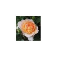 Rosier à grandes fleurs AMELIE NOTHOMB® (Delbard)