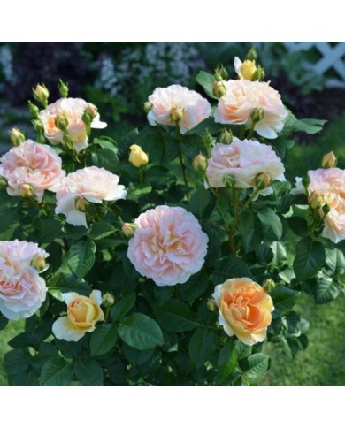 Rosier à grandes fleurs AMELIE NOTHOMB® (Delbard)