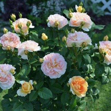 Rosier à grandes fleurs AMELIE NOTHOMB® (Delbard)