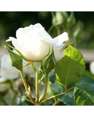 Rosier à grandes fleurs ANNAPURNA® (Marie-Elise LIENNARD)