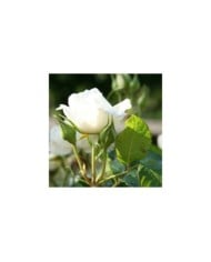 Rosier à grandes fleurs ANNAPURNA® (Marie-Elise LIENNARD)