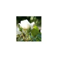 Rosier à grandes fleurs ANNAPURNA® (Marie-Elise LIENNARD)