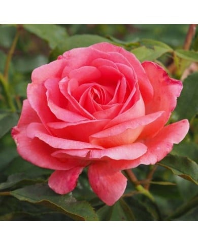 Rosier Bijou Corail® (Pépinières Georges Delbard)