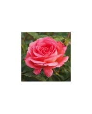 Rosier Bijou Corail® (Pépinières Georges Delbard)