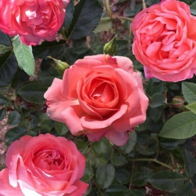 Rosier Bijou Corail® (Pépinières Georges Delbard)
