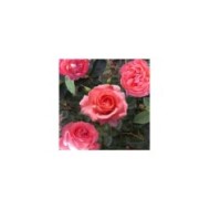 Rosier Bijou Corail® (Pépinières Georges Delbard)