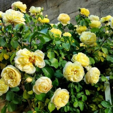 Rosier Château de Cherveny (obt. Delbard) (X.G. / Gerbeaud.com)