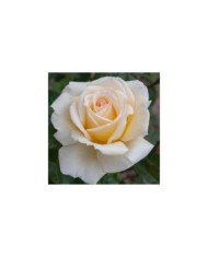 Rosier à grandes fleurs CHRISTOPHE DECHAVANNE® (Meilland)