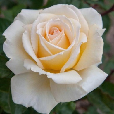 Rosier à grandes fleurs CHRISTOPHE DECHAVANNE® (Meilland)