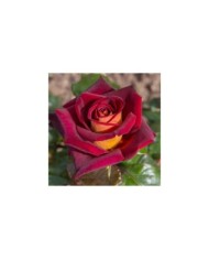 Rosier à grandes fleurs EDDY MITCHELL® Meirysett (Meilland)