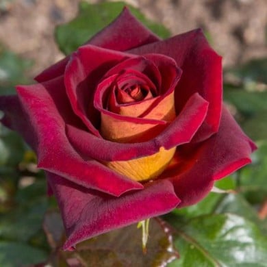 Rosier à grandes fleurs EDDY MITCHELL® Meirysett (Meilland)