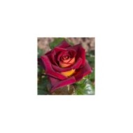 Rosier à grandes fleurs EDDY MITCHELL® Meirysett (Meilland)