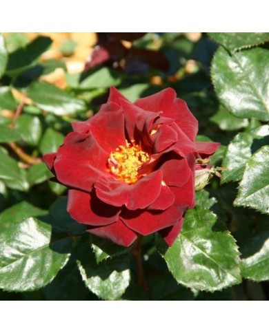 Rosier à grandes fleurs EDDY MITCHELL® Meirysett (Marie-Elise LIENNARD)