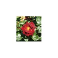 Rosier à grandes fleurs EDDY MITCHELL® Meirysett (Marie-Elise LIENNARD)