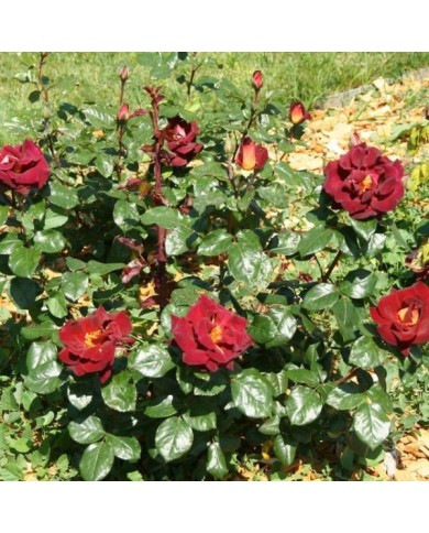 Rosier à grandes fleurs EDDY MITCHELL® Meirysett (Marie-Elise LIENNARD)