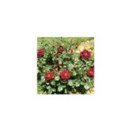 Rosier à grandes fleurs EDDY MITCHELL® Meirysett (Marie-Elise LIENNARD)