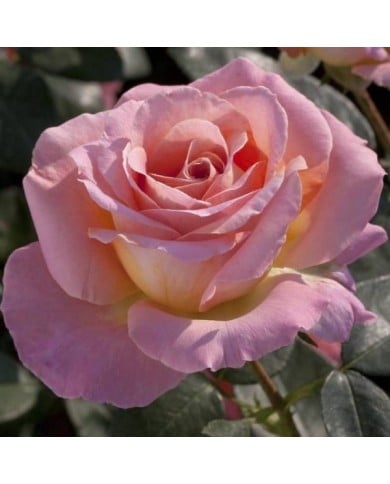 Rosier à grandes fleurs ELLE® (Meilland)