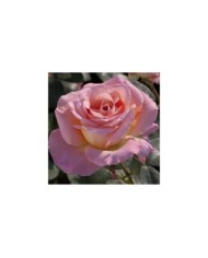 Rosier à grandes fleurs ELLE® (Meilland)