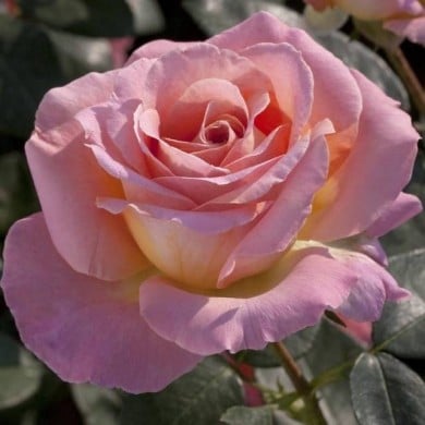 Rosier à grandes fleurs ELLE® (Meilland)