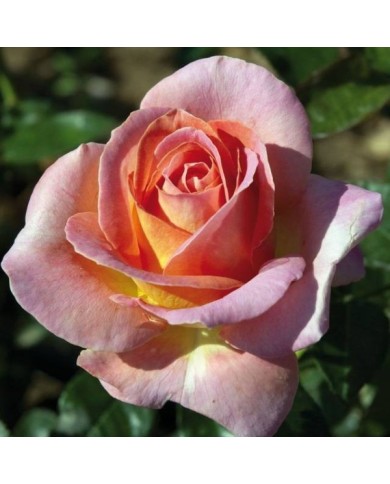 Rosier à grandes fleurs ELLE® (Meilland)