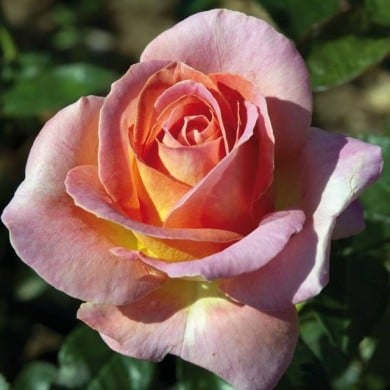 Rosier à grandes fleurs ELLE® (Meilland)
