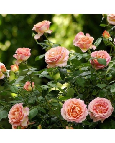 Rosier à grandes fleurs ELLE® (Meilland)